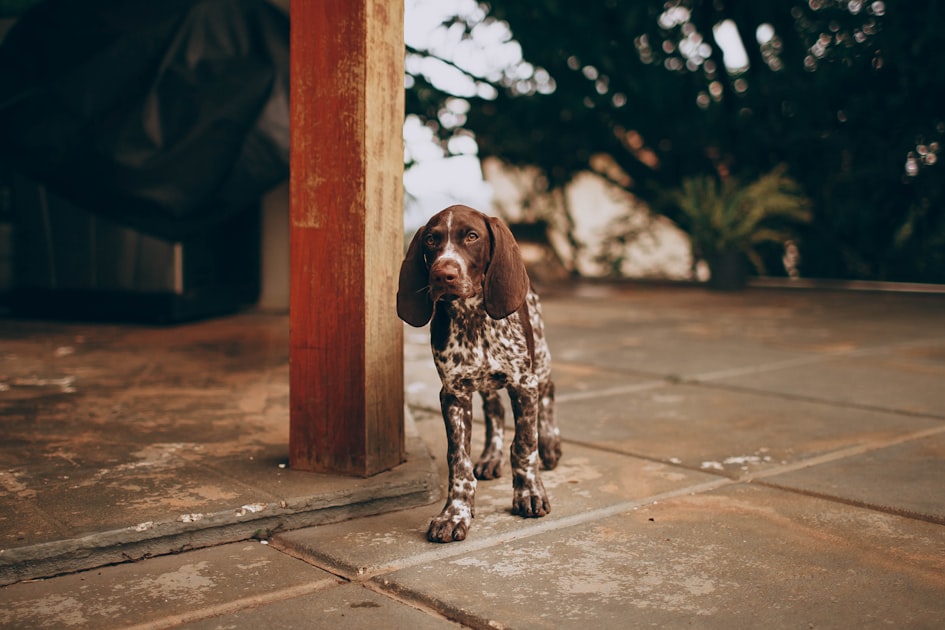 The Benefits of Owning a Vizsla