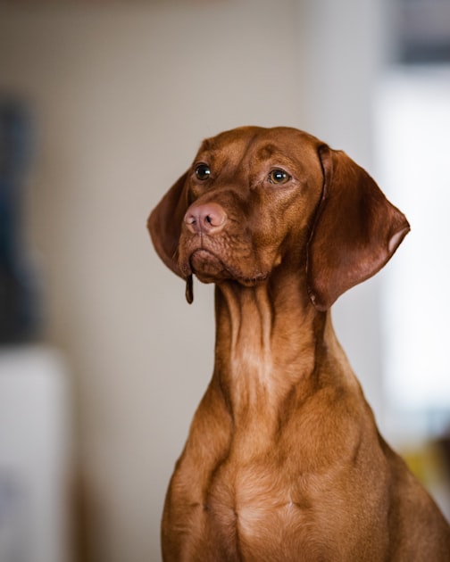 Choosing the Right Vizsla Puppy